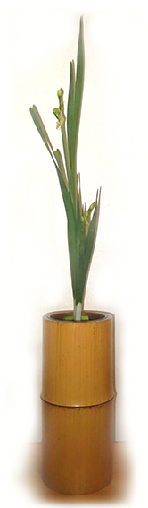 生花スイセン1 